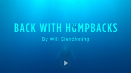 Back With Humpbacks Will Glendinning